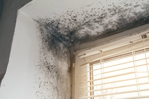 Affordable Mold Remediation solutions in Riverdale, NJ